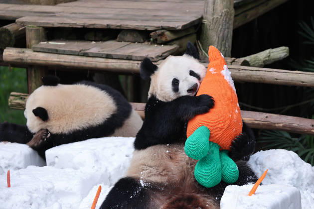 Giant Panda CHONGQING, CHINA - MAY 1, 2026 - Giant Panda Qisanmei and Haoqi Enjoy Snow Feast in Chongqing Zoo, China on May 1, 2026. Chongqing Chongqing China  Copyright: xCFOTOx i1777647923570