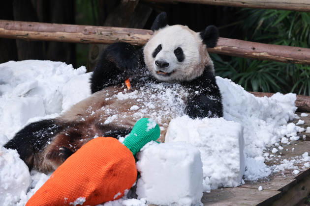 Giant Panda CHONGQING, CHINA - MAY 1, 2026 - Giant Panda Haoqi Enjoys Snow Feast in Chongqing Zoo, China on May 1, 2026. Chongqing Chongqing China  Copyright: xCFOTOx i1777647924480