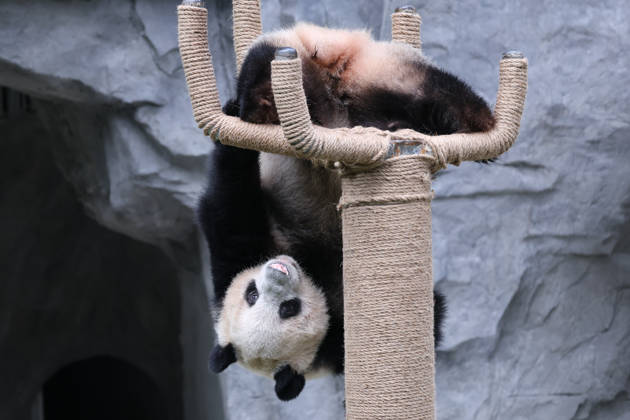 Giant Panda CHONGQING, CHINA - MAY 1, 2026 - Giant panda Ding Ding playing on a five finger stand in Chongqing Zoo, China on May 1, 2026. Chongqing Chongqing China  Copyright: xCFOTOx i1777647925366