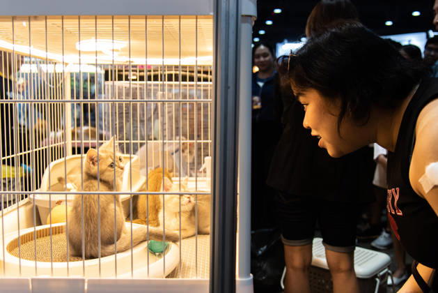 Pet Expo Thailand 2026 in Bangkok - 02 May 2026 A visitor seen looking at a cat during the Pet Expo Thailand 2026 at Queen Sirikit National Convention Center. Bangkok Thailand Copyright: xPeeraponxBoonyakiatx xSOPAxImagesx Pet_Expo_2026-2