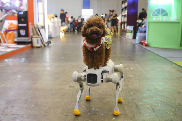 Pet Fest in Indonesia SOUTH TANGERANG, INDONESIA - MAY 3: A robot dog is seen alongside a real dog at Pet Fest 2026, a festival for animal lover communities in South Tangerang, Banten, Indonesia on May 3, 2026. The annual event, aimed at animal lover communities, features a range of activities including pet costume contests, free vaccination clinics, and educational talks on adoption and responsible pet care. Agoes Rudianto Anadolu South Tangerang Indonesia. Editorial use only. Please get in touch for any other usage.  Copyright: x2026xAnadoluxAgoesxRudiantox