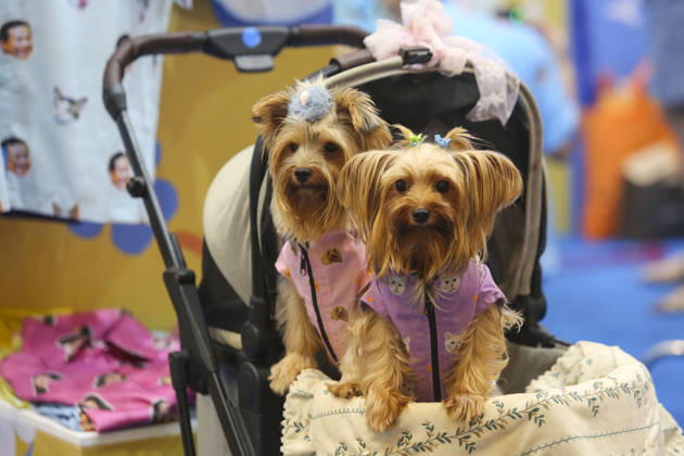 Pet Fest in Indonesia SOUTH TANGERANG, INDONESIA - MAY 3: Dogs wearing a costume during Pet Fest 2026, a festival for animal lover communities in South Tangerang, Banten, Indonesia on May 3, 2026. The annual event, aimed at animal lover communities, features a range of activities including pet costume contests, free vaccination clinics, and educational talks on adoption and responsible pet care. Agoes Rudianto Anadolu South Tangerang Indonesia. Editorial use only. Please get in touch for any other usage.  Copyright: x2026xAnadoluxAgoesxRudiantox