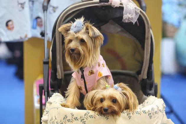 Pet Fest in Indonesia SOUTH TANGERANG, INDONESIA - MAY 3: Dogs wearing a costume during Pet Fest 2026, a festival for animal lover communities in South Tangerang, Banten, Indonesia on May 3, 2026. The annual event, aimed at animal lover communities, features a range of activities including pet costume contests, free vaccination clinics, and educational talks on adoption and responsible pet care. Agoes Rudianto Anadolu South Tangerang Indonesia. Editorial use only. Please get in touch for any other usage.  Copyright: x2026xAnadoluxAgoesxRudiantox