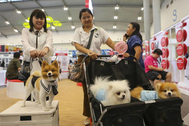 Pet Fest in Indonesia SOUTH TANGERANG, INDONESIA - MAY 3: Dogs wearing a costume during Pet Fest 2026, a festival for animal lover communities in South Tangerang, Banten, Indonesia on May 3, 2026. The annual event, aimed at animal lover communities, features a range of activities including pet costume contests, free vaccination clinics, and educational talks on adoption and responsible pet care. Agoes Rudianto Anadolu South Tangerang Indonesia. Editorial use only. Please get in touch for any other usage.  Copyright: x2026xAnadoluxAgoesxRudiantox