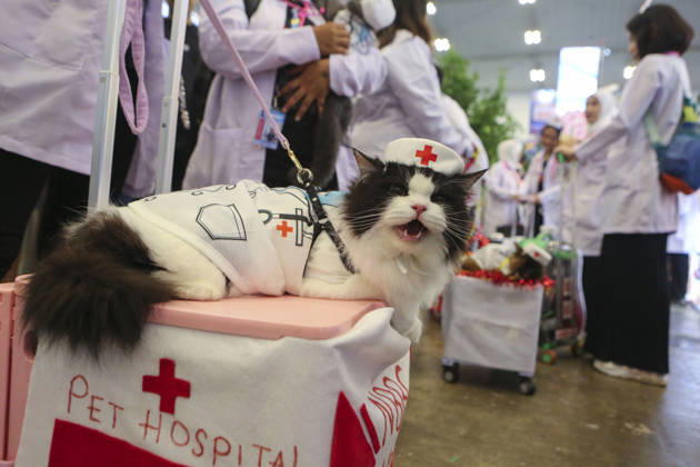 Pet Fest in Indonesia SOUTH TANGERANG, INDONESIA - MAY 3: Cat wearing a costume during Pet Fest 2026, a festival for animal lover communities in South Tangerang, Banten, Indonesia on May 3, 2026. The annual event, aimed at animal lover communities, features a range of activities including pet costume contests, free vaccination clinics, and educational talks on adoption and responsible pet care. Agoes Rudianto Anadolu South Tangerang Indonesia. Editorial use only. Please get in touch for any other usage.  Copyright: x2026xAnadoluxAgoesxRudiantox