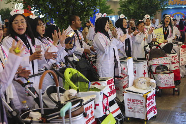 Pet Fest in Indonesia SOUTH TANGERANG, INDONESIA - MAY 3: Cats wearing a costume during Pet Fest 2026, a festival for animal lover communities in South Tangerang, Banten, Indonesia on May 3, 2026. The annual event, aimed at animal lover communities, features a range of activities including pet costume contests, free vaccination clinics, and educational talks on adoption and responsible pet care. Agoes Rudianto Anadolu South Tangerang Indonesia. Editorial use only. Please get in touch for any other usage.  Copyright: x2026xAnadoluxAgoesxRudiantox
