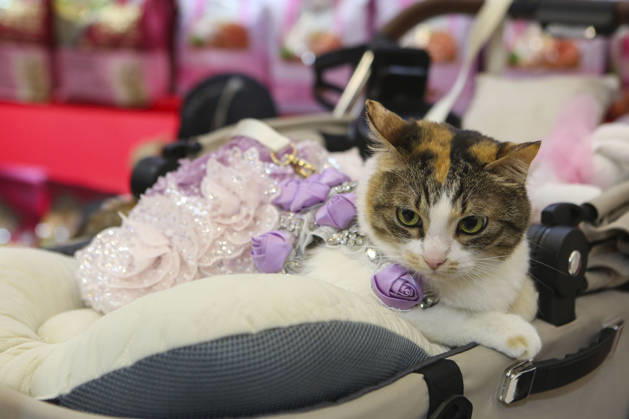 Pet Fest in Indonesia SOUTH TANGERANG, INDONESIA - MAY 3: Cat wearing a costume during Pet Fest 2026, a festival for animal lover communities in South Tangerang, Banten, Indonesia on May 3, 2026. The annual event, aimed at animal lover communities, features a range of activities including pet costume contests, free vaccination clinics, and educational talks on adoption and responsible pet care. Agoes Rudianto Anadolu South Tangerang Indonesia. Editorial use only. Please get in touch for any other usage.  Copyright: x2026xAnadoluxAgoesxRudiantox