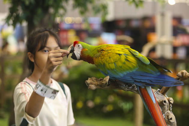 Pet Fest in Indonesia SOUTH TANGERANG, INDONESIA - MAY 3: A visitor feeds a macaw bird during Pet Fest 2026, a festival for animal lover communities in South Tangerang, Banten, Indonesia on May 3, 2026. The annual event, aimed at animal lover communities, features a range of activities including pet costume contests, free vaccination clinics, and educational talks on adoption and responsible pet care. Agoes Rudianto Anadolu South Tangerang Indonesia. Editorial use only. Please get in touch for any other usage.  Copyright: x2026xAnadoluxAgoesxRudiantox