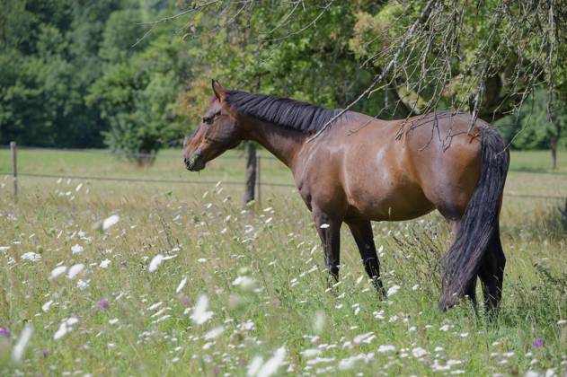 Altwürttemberger Pferd, Pferderasse, Tradition, Blumenwiese, Wiese, Waldenburg, Hohenlohe, Deutschland Altwürttemberger horse, horse breed, tradition, flower meadow, Waldenburg, Hohenlohe, Germany Copyright: imageBROKER ScholzxAndreas ibxsca16901764