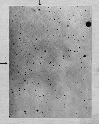 RECORD DATE NOT STATED Photograph by Max Wolf of Heidelberg showing the track of the asteroid (planetoid) Sappho on 21 March 1892. Long exposure of star field showing track of the asteroid (planetoid) Sappho against points of stars. Photograph by Max Wolf of Heidelberg 21 March 1892. Negative not converted to positive to avoid any loss of detail. Editorial use only. All other uses to be cleared with the copyright owner (World History Archive), in advance., WHA_005_0086.jpg, Long exposure; star field; asteroid; planetoid; Sappho; track; stars; Max Wolf; Heidelberg; 1892; astronomy; celestial; night sky; space; photography; negative; detail; historical; astronomy photography; astronomy history; astronomical object; celestial body; astronomica Copyright: xx