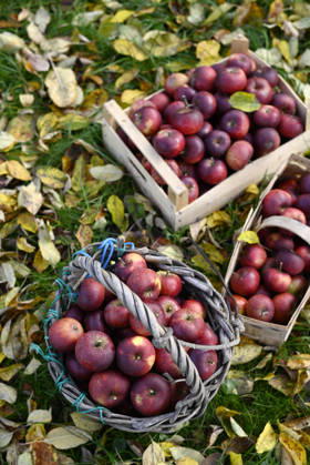 Red apples in baskets and crate on leaves during autumn harvest, Hamburg Hamburg Deutschland Altes Land GISF01321