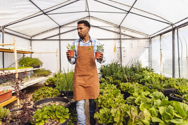 Farmer walking in greenhouse holding organic plant model released, Symbolfoto, JCCMF14868