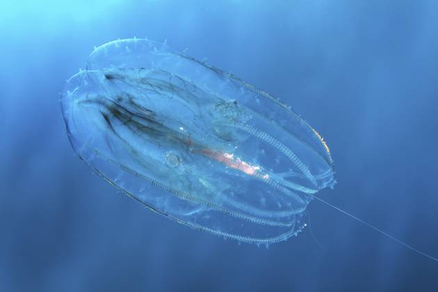 Rippenqualle (Leucothea multicornis oder Leucothea pulchra), im Blauwasser, Rotes Meer, Makadi Bay, Port Safaga, Ägypten Ribbed jellyfish (Leucothea multicornis or Leucothea pulchra), in blue water, Red Sea, Makadi Bay, Port Safaga, Egypt Copyright: imageBROKER NorbertxProbst ibxnpr17575946.jpg