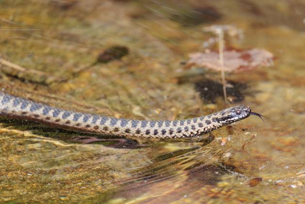 Eine mit Pollen bedeckte Kreuzotter (Vipera berus) schwimmt an einem sonnigen Tag im mit Pollen bedeckten Wasser eines kleinen Teichs. Zunge herausgestreckt. Bayern, Deutschland A common European adder (Vipera berus) covered in pollen swims in the pollen-covered water of a small pond on a sunny day. Tongue out. Bavaria, Germany Copyright: imageBROKER photoholic ibxprn17584725.jpg