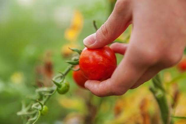 Konzept für Gartenbau und Landwirtschaft. Landarbeiterin, die frische, reife Bio-Tomaten von Hand pflückt. Gewächshausanbau. Gemüseanbau. Tomatenanbau im Gewächshaus. Gardening and agriculture concept. Woman farm worker hand picking fresh ripe organic tomatoes. Greenhouse produce. Vegetable food production. Tomato growing in greenhouse (License=RF) Copyright: xZoonar.com IuliiaxZavalishinax 25012210