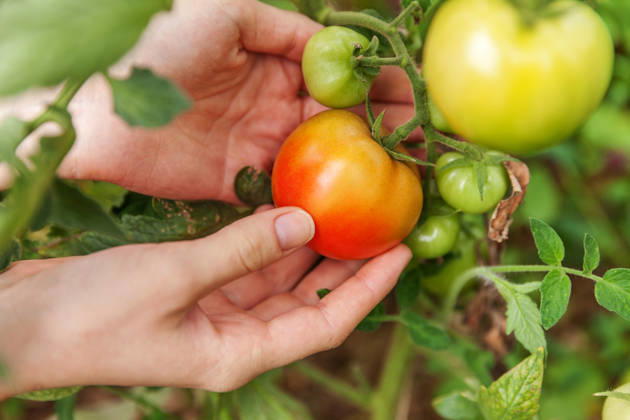 Konzept für Gartenbau und Landwirtschaft. Landarbeiterin, die frische, reife Bio-Tomaten von Hand pflückt. Gewächshausanbau. Gemüseanbau. Tomatenanbau im Gewächshaus. Gardening and agriculture concept. Woman farm worker hand picking fresh ripe organic tomatoes. Greenhouse produce. Vegetable food production. Tomato growing in greenhouse (License=RF) Copyright: xZoonar.com IuliiaxZavalishinax 25012300