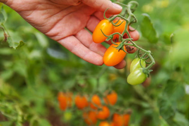 Konzept für Gartenbau und Landwirtschaft. Landarbeiterin, die frische, reife Bio-Tomaten von Hand pflückt. Gewächshausanbau. Gemüseanbau. Tomatenanbau im Gewächshaus. Gardening and agriculture concept. Woman farm worker hand picking fresh ripe organic tomatoes. Greenhouse produce. Vegetable food production. Tomato growing in greenhouse (License=RF) Copyright: xZoonar.com IuliiaxZavalishinax 25012408