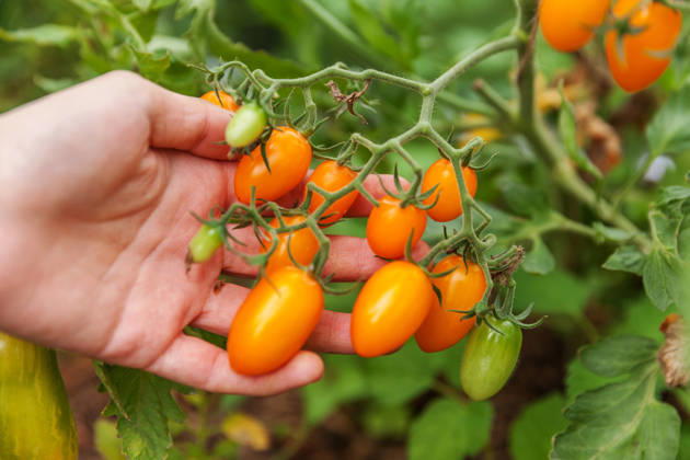 Konzept für Gartenbau und Landwirtschaft. Landarbeiterin, die frische, reife Bio-Tomaten von Hand pflückt. Gewächshausanbau. Gemüseanbau. Tomatenanbau im Gewächshaus. Gardening and agriculture concept. Woman farm worker hand picking fresh ripe organic tomatoes. Greenhouse produce. Vegetable food production. Tomato growing in greenhouse (License=RF) Copyright: xZoonar.com IuliiaxZavalishinax 25012421
