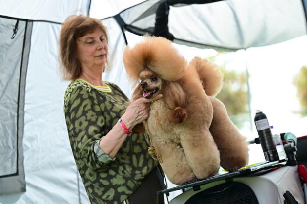 International Dog Breed Standards Competition held in Antalya ANTALYA, TURKIYE - MAY 8: A dog is seen during the International Dog Breed Standards Competition organized by the Turkish Dog Breeds and Cynology Federation at a hotel in Antalya, Turkiye, on May 8, 2026. Dogs were evaluated based on their breed characteristics, gait, posture, and grooming standards during the international event. Orhan Cicek Anadolu Antalya Turkey. Editorial use only. Please get in touch for any other usage.  Copyright: x2026xAnadoluxOrhanxCicekx