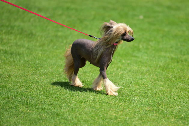 International Dog Breed Standards Competition held in Antalya ANTALYA, TURKIYE - MAY 8: A dog is seen during the International Dog Breed Standards Competition organized by the Turkish Dog Breeds and Cynology Federation at a hotel in Antalya, Turkiye, on May 8, 2026. Dogs were evaluated based on their breed characteristics, gait, posture, and grooming standards during the international event. Orhan Cicek Anadolu Antalya Turkey. Editorial use only. Please get in touch for any other usage.  Copyright: x2026xAnadoluxOrhanxCicekx
