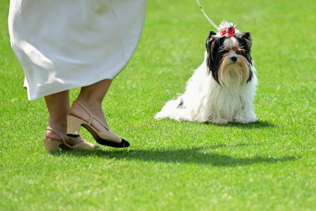 International Dog Breed Standards Competition held in Antalya ANTALYA, TURKIYE - MAY 8: A dog is seen during the International Dog Breed Standards Competition organized by the Turkish Dog Breeds and Cynology Federation at a hotel in Antalya, Turkiye, on May 8, 2026. Dogs were evaluated based on their breed characteristics, gait, posture, and grooming standards during the international event. Orhan Cicek Anadolu Antalya Turkey. Editorial use only. Please get in touch for any other usage. Copyright: x2026xAnadoluxOrhanxCicekx