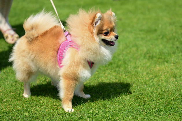 International Dog Breed Standards Competition held in Antalya ANTALYA, TURKIYE - MAY 8: A dog is seen during the International Dog Breed Standards Competition organized by the Turkish Dog Breeds and Cynology Federation at a hotel in Antalya, Turkiye, on May 8, 2026. Dogs were evaluated based on their breed characteristics, gait, posture, and grooming standards during the international event. Orhan Cicek Anadolu Antalya Turkey. Editorial use only. Please get in touch for any other usage. Copyright: x2026xAnadoluxOrhanxCicekx