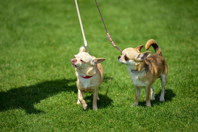 International Dog Breed Standards Competition held in Antalya ANTALYA, TURKIYE - MAY 8: Dogs are seen during the International Dog Breed Standards Competition organized by the Turkish Dog Breeds and Cynology Federation at a hotel in Antalya, Turkiye, on May 8, 2026. Dogs were evaluated based on their breed characteristics, gait, posture, and grooming standards during the international event. Orhan Cicek Anadolu Antalya Turkey. Editorial use only. Please get in touch for any other usage.  Copyright: x2026xAnadoluxOrhanxCicekx
