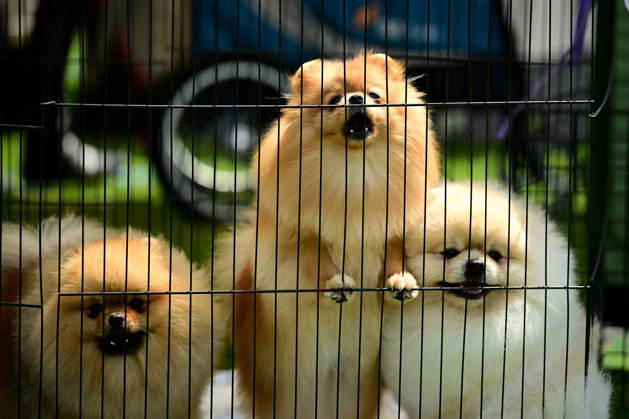 International Dog Breed Standards Competition held in Antalya ANTALYA, TURKIYE - MAY 8: Dogs are seen during the International Dog Breed Standards Competition organized by the Turkish Dog Breeds and Cynology Federation at a hotel in Antalya, Turkiye, on May 8, 2026. Dogs were evaluated based on their breed characteristics, gait, posture, and grooming standards during the international event. Orhan Cicek Anadolu Antalya Turkey. Editorial use only. Please get in touch for any other usage. Copyright: x2026xAnadoluxOrhanxCicekx