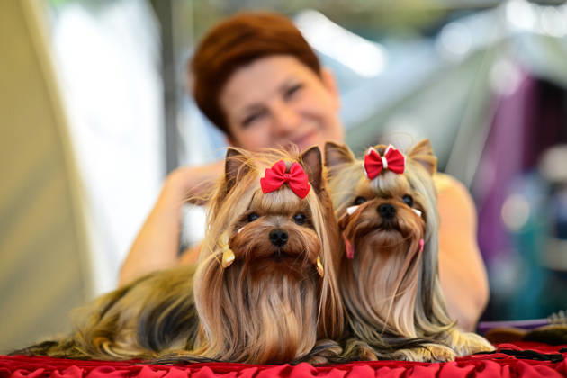 International Dog Breed Standards Competition held in Antalya ANTALYA, TURKIYE - MAY 8: Dogs are seen during the International Dog Breed Standards Competition organized by the Turkish Dog Breeds and Cynology Federation at a hotel in Antalya, Turkiye, on May 8, 2026. Dogs were evaluated based on their breed characteristics, gait, posture, and grooming standards during the international event. Orhan Cicek Anadolu Antalya Turkey. Editorial use only. Please get in touch for any other usage. Copyright: x2026xAnadoluxOrhanxCicekx