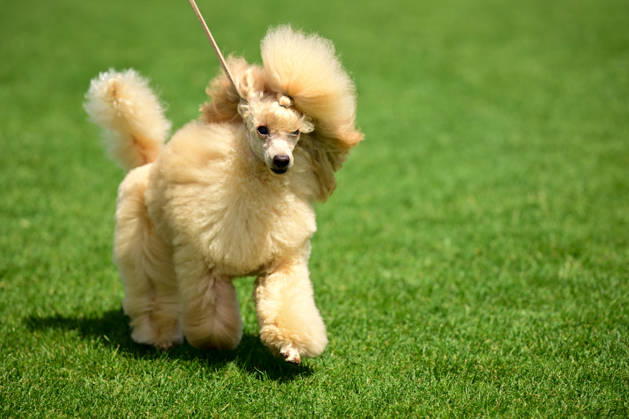 International Dog Breed Standards Competition held in Antalya ANTALYA, TURKIYE - MAY 8: A dog is seen during the International Dog Breed Standards Competition organized by the Turkish Dog Breeds and Cynology Federation at a hotel in Antalya, Turkiye, on May 8, 2026. Dogs were evaluated based on their breed characteristics, gait, posture, and grooming standards during the international event. Orhan Cicek Anadolu Antalya Turkey. Editorial use only. Please get in touch for any other usage.  Copyright: x2026xAnadoluxOrhanxCicekx