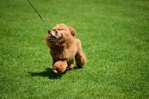 International Dog Breed Standards Competition held in Antalya ANTALYA, TURKIYE - MAY 8: A dog is seen during the International Dog Breed Standards Competition organized by the Turkish Dog Breeds and Cynology Federation at a hotel in Antalya, Turkiye, on May 8, 2026. Dogs were evaluated based on their breed characteristics, gait, posture, and grooming standards during the international event. Orhan Cicek Anadolu Antalya Turkey. Editorial use only. Please get in touch for any other usage. Copyright: x2026xAnadoluxOrhanxCicekx