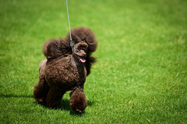 International Dog Breed Standards Competition held in Antalya ANTALYA, TURKIYE - MAY 8: A dog is seen during the International Dog Breed Standards Competition organized by the Turkish Dog Breeds and Cynology Federation at a hotel in Antalya, Turkiye, on May 8, 2026. Dogs were evaluated based on their breed characteristics, gait, posture, and grooming standards during the international event. Orhan Cicek Anadolu Antalya Turkey. Editorial use only. Please get in touch for any other usage.  Copyright: x2026xAnadoluxOrhanxCicekx