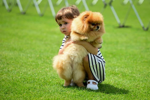 International Dog Breed Standards Competition held in Antalya ANTALYA, TURKIYE - MAY 8: A dog is seen during the International Dog Breed Standards Competition organized by the Turkish Dog Breeds and Cynology Federation at a hotel in Antalya, Turkiye, on May 8, 2026. Dogs were evaluated based on their breed characteristics, gait, posture, and grooming standards during the international event. Orhan Cicek Anadolu Antalya Turkey. Editorial use only. Please get in touch for any other usage. Copyright: x2026xAnadoluxOrhanxCicekx