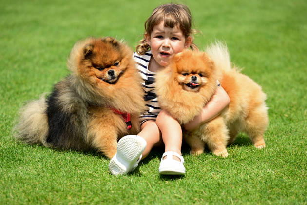 International Dog Breed Standards Competition held in Antalya ANTALYA, TURKIYE - MAY 8: Dogs are seen during the International Dog Breed Standards Competition organized by the Turkish Dog Breeds and Cynology Federation at a hotel in Antalya, Turkiye, on May 8, 2026. Dogs were evaluated based on their breed characteristics, gait, posture, and grooming standards during the international event. Orhan Cicek Anadolu Antalya Turkey. Editorial use only. Please get in touch for any other usage. Copyright: x2026xAnadoluxOrhanxCicekx