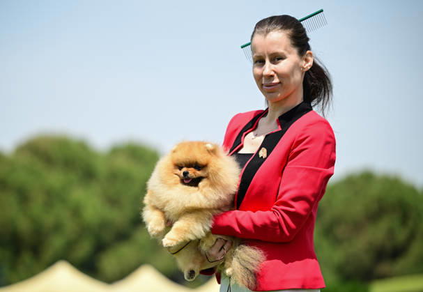 International Dog Breed Standards Competition held in Antalya ANTALYA, TURKIYE - MAY 8: A dog is seen during the International Dog Breed Standards Competition organized by the Turkish Dog Breeds and Cynology Federation at a hotel in Antalya, Turkiye, on May 8, 2026. Dogs were evaluated based on their breed characteristics, gait, posture, and grooming standards during the international event. Orhan Cicek Anadolu Antalya Turkey. Editorial use only. Please get in touch for any other usage. Copyright: x2026xAnadoluxOrhanxCicekx