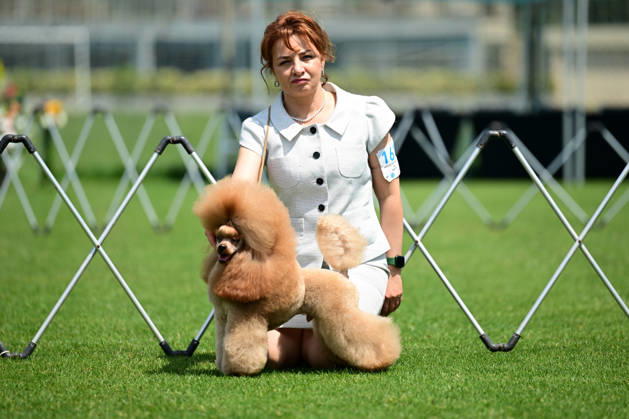 International Dog Breed Standards Competition held in Antalya ANTALYA, TURKIYE - MAY 8: A dog is seen during the International Dog Breed Standards Competition organized by the Turkish Dog Breeds and Cynology Federation at a hotel in Antalya, Turkiye, on May 8, 2026. Dogs were evaluated based on their breed characteristics, gait, posture, and grooming standards during the international event. Orhan Cicek Anadolu Antalya Turkey. Editorial use only. Please get in touch for any other usage. Copyright: x2026xAnadoluxOrhanxCicekx