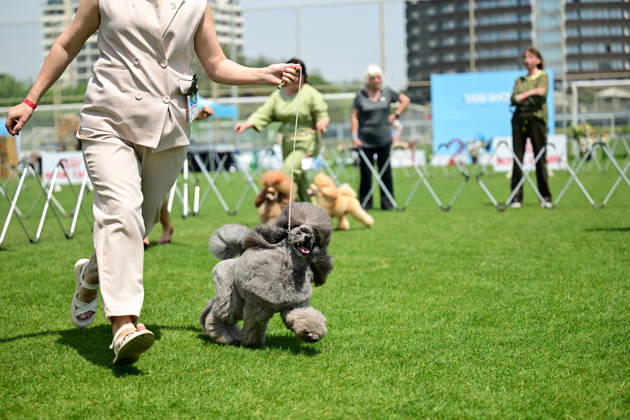 International Dog Breed Standards Competition held in Antalya ANTALYA, TURKIYE - MAY 8: Dogs are seen during the International Dog Breed Standards Competition organized by the Turkish Dog Breeds and Cynology Federation at a hotel in Antalya, Turkiye, on May 8, 2026. Dogs were evaluated based on their breed characteristics, gait, posture, and grooming standards during the international event. Orhan Cicek Anadolu Antalya Turkey. Editorial use only. Please get in touch for any other usage. Copyright: x2026xAnadoluxOrhanxCicekx