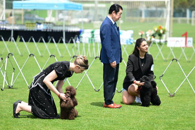 International Dog Breed Standards Competition held in Antalya ANTALYA, TURKIYE - MAY 8: Dogs are seen during the International Dog Breed Standards Competition organized by the Turkish Dog Breeds and Cynology Federation at a hotel in Antalya, Turkiye, on May 8, 2026. Dogs were evaluated based on their breed characteristics, gait, posture, and grooming standards during the international event. Orhan Cicek Anadolu Antalya Turkey. Editorial use only. Please get in touch for any other usage. Copyright: x2026xAnadoluxOrhanxCicekx