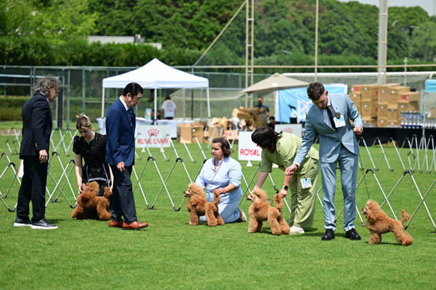 International Dog Breed Standards Competition held in Antalya ANTALYA, TURKIYE - MAY 8: Dogs are seen during the International Dog Breed Standards Competition organized by the Turkish Dog Breeds and Cynology Federation at a hotel in Antalya, Turkiye, on May 8, 2026. Dogs were evaluated based on their breed characteristics, gait, posture, and grooming standards during the international event. Orhan Cicek Anadolu Antalya Turkey. Editorial use only. Please get in touch for any other usage. Copyright: x2026xAnadoluxOrhanxCicekx