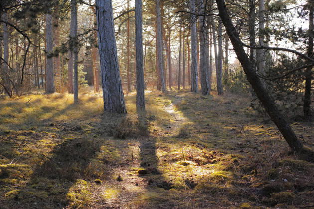 Nature, branches or trees with sunset in forest, fall or transition season for ecological development. Woods, environment or foliage on ground for conservation, autumn or botanical sustainability. model released property released Copyright: xx