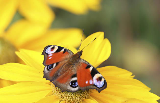 Tagpfauenauge Inachis io, Nymphalis io, Aglais IO , sits at a Sun hat, Rudbeckia, Germany, Mecklenburg Western Pomerania Peacock butterfly, European Peacock Inachis io, Nymphalis io, Aglais IO , Sitting ON a rudbeckia, Germany, Mecklenburg Western Pomerania BLWS748044 Copyright: xblickwinkel H.xDutyx