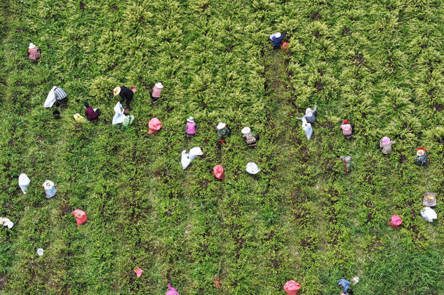 ZAOZHUANG, CHINA - MAY 22: Aerial view of farmers harvesting honeysuckle flowers in a field on May 22, 2026 in Zaozhuang, Shandong Province of China.  Copyright: xVCGx 111643359647