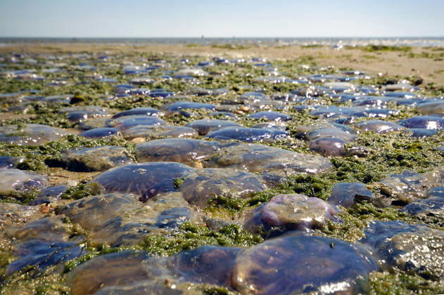 Quallenplage an der Nordsee auf der Nordfriesischen Insel Föhr, Schleswig-Holstein, Deutschland Quallenplage an der Nordsee auf der Nordfriesischen Insel Föhr, Schleswig-Holstein, Deutschland (License=RF) Copyright: xZoonar.com HelmutxVoglerx 25065940