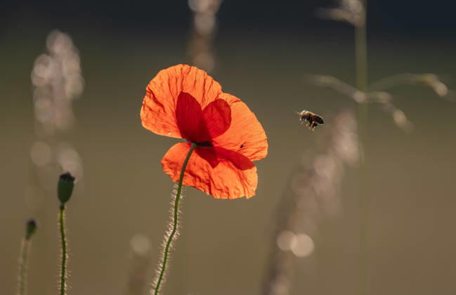 Rote Mohnblumen locken an sonnigen Tagen Bienen auf die Felder Red poppy stands alone in field. Bee lands on flower. Sky is clear and sun shines on natural scene. Bas Rhin, Alsace, France, Europe. (License=RF) Copyright: xZoonar.com christianxdecoutx 25071176