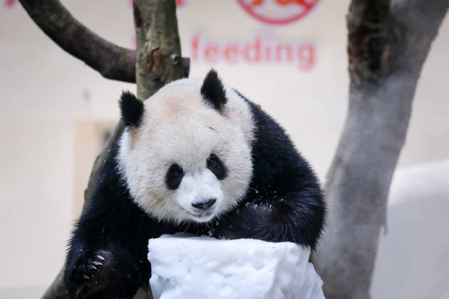 CHONGQING, CHINA - MAY 24: Giant panda Yu Ai plays with snow at Chongqing Zoo in summer on May 24, 2026 in Chongqing, China.  Copyright: xVCGx 111643832021