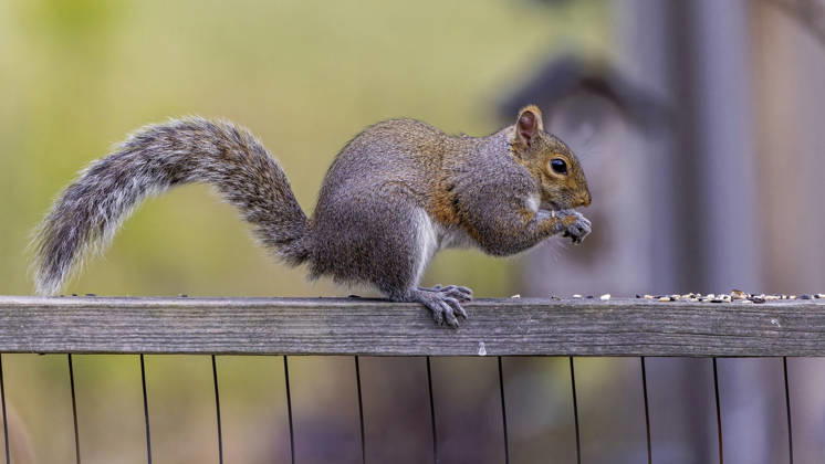Das östliche graue Eichhörnchen (Sciurus carolinensis) The eastern gray squirrel (Sciurus carolinensis) in the garden (License=RF) Copyright: xZoonar.com KARELxBOCKx 25068909