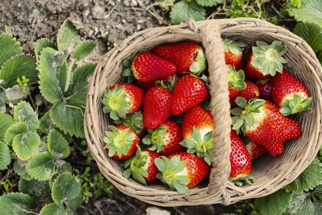 Basket of strawberries in a field. Top view. Basket of strawberries in a field. Top view. Copyright: xMarinaxZanottix MZ140326-13