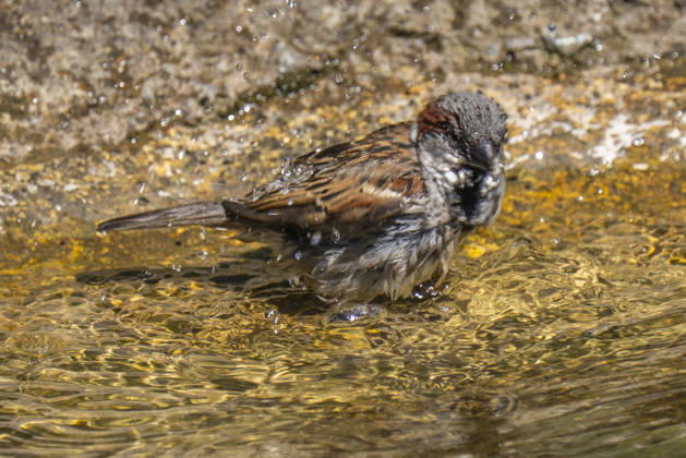 A bathing house sparrow Passer domesticus in Berlin Friedrichsfelde