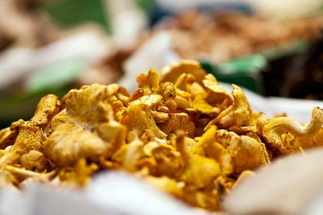 Chanterelles Copyright: xjuniartx Panthermedia68029270.jpg