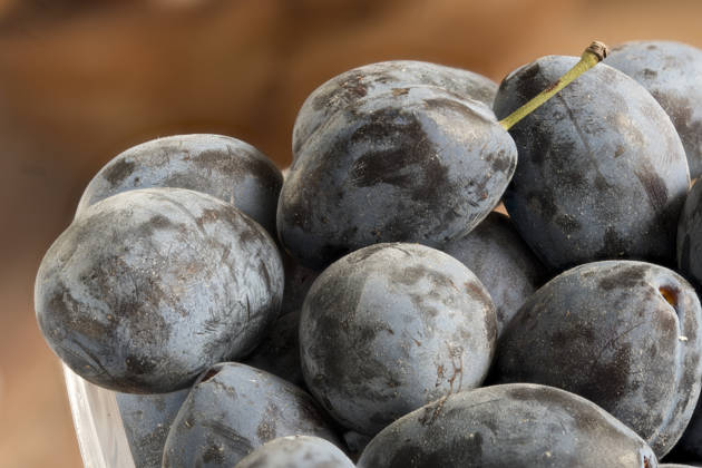 IMAGO Creative, Jahreszeit Sommer, Food, Pflaume pflaumen,zwetschgen,pflaume,zwetschge,zwetsche,zwetschen,zwetschke,zwetschken ** plums,plum 2yo-huf